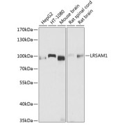 Western blot analysis of extracts of various cell lines using LRSAM1 Antibody (1/1000 dilution).