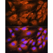 Immunofluorescence analysis of C6 cells using ATP5D Antibody (1/100 dilution). Blue: DAPI for nuclear staining.