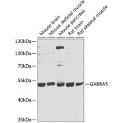 Western blot analysis of extracts of various cell lines using GABRA5 Antibody (1/1000 dilution).