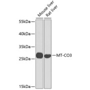 Western blot analysis of extracts of various cell lines using MT-CO3 Antibody (1/1000 dilution).