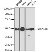 Western blot analysis of extracts of various cell lines using SERPINB6 Antibody (1/1000 dilution).