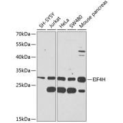 Western blot analysis of extracts of various cell lines using EIF4H Antibody (1/1000 dilution).