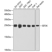 Western blot analysis of extracts of various cell lines using EIF3K Antibody (1/1000 dilution).