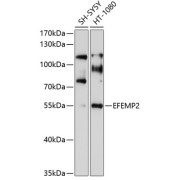 Western blot analysis of extracts of various cell lines using EFEMP2 Antibody (1/1000 dilution).