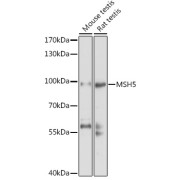 Western blot analysis of extracts of various cell lines using MSH5 Antibody (1/1000 dilution).