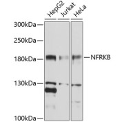 Western blot analysis of extracts of various cell lines using NFRKB Antibody (1/1000 dilution).