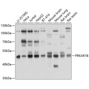 Western blot analysis of extracts of various cell lines using PRKAR1B Antibody (1/1000 dilution).