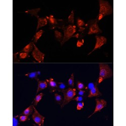 Clustered Mitochondria Protein Homolog (CLUH) Antibody