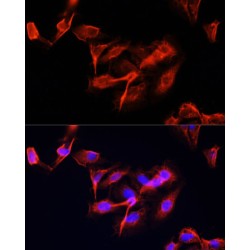 Clustered Mitochondria Protein Homolog (CLUH) Antibody