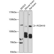 Western blot analysis of extracts of various cell lines using PCDH10 Antibody (1/1000 dilution).