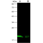 Western blot analysis of recombinant EBOV (subtype Zaire, strain H.sapiens-wt/GIN/2014/Kissidougou-C15) Nucleoprotein (30 ng and 10 ng), using EBOV NP Antibody (1/1000 dilution).