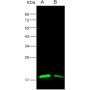 Western blot analysis of recombinant EBOV (Sudan ebolavirus, strain Gulu) Nucleoprotein (50 ng and 10 ng), using EBOV NP Antibody (1/1000 dilution).