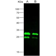 Western blot analysis of recombinant EBOV (subtype Zaire, strain H.sapiens-wt/GIN/2014/Kissidougou-C15) VP24 Protein (20 ng and 10 ng), using EBOV VP24 Antibody (1/2000 dilution).