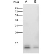 Western blot analysis of recombinant ZIKV (strain Zika SPH2015) Envelope protein (Domain III) (30 ng and 10 ng), using ZIKV-E Antibody (1/1000 dilution).