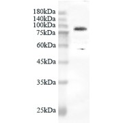 Western blot analysis of pseudovirion using SARS-CoV-2 NSP12 antibody (1/1000 dilution).