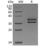 Reducing SDS-PAGE analysis of recombinant Human CFHR2 Protein.