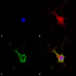 Alpha-2C Adrenergic Receptor (ADRA2C) Antibody