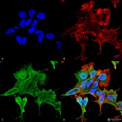 Alpha-2C Adrenergic Receptor (ADRA2C) Antibody