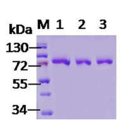 SDS-PAGE analysis of recombinant Human Endoplasmic Reticulum Chaperone BiP (HSPA5) Protein.