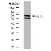 ALG-2-Interacting Protein X (ALIX) Antibody