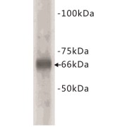 Bovine Serum Albumin (BSA) Antibody