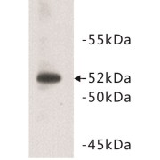 Basigin (BSG) Antibody