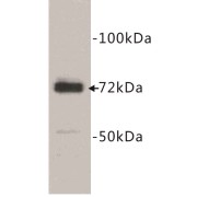 Prostaglandin G/H Synthase 1 (PTGS1) Antibody