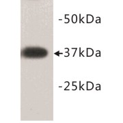 Developmental Pluripotency Associated Protein 2 (DPPA2) Antibody