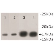 Di-methyl-Histone H3 / Lys4 Antibody