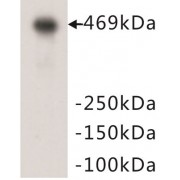 DNA-Dependent Protein Kinase Catalytic Subunit (PRKDC) Antibody