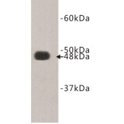 Protocadherin Fat 4 (FAT4) Antibody