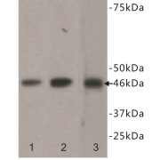 GATA Binding Protein 4 (GATA4) Antibody