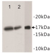 Histone H3 (H3) Antibody