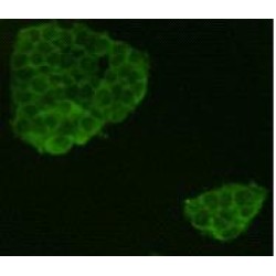 Leucine Rich Repeat Containing G Protein-Coupled Receptor 5 (LGR5) Antibody