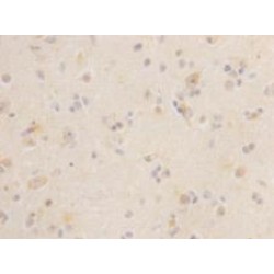 Leucine Rich Repeat Containing G Protein-Coupled Receptor 5 (LGR5) Antibody