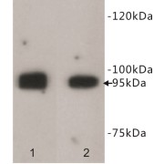 Leucine Rich Repeat Containing G Protein-Coupled Receptor 5 (LGR5) Antibody