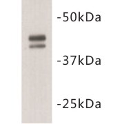 POU Domain, Class 5, Transcription Factor 1 (POU5F1) Antibody