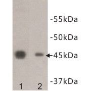 POU Domain, Class 5, Transcription Factor 1 (POU5F1) Antibody