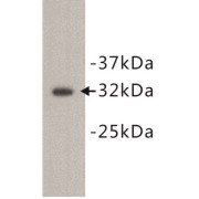 Osteopontin (OPN) Antibody