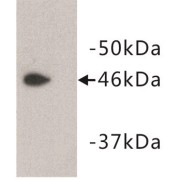 PAI-3 Antibody