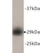 Proliferating Cell Nuclear Antigen (PCNA) Antibody