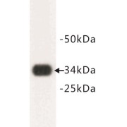 Synaptophysin (SYP) Antibody