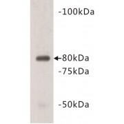 Vang-Like Protein 1 (VANGL1) Antibody