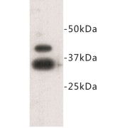 Zinc Finger Protein 42 (ZFP-42) Antibody