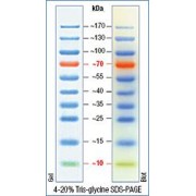 10-170 kDa Protein Marker (Stained)