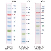 11-180 kDa Protein Marker (Stained)