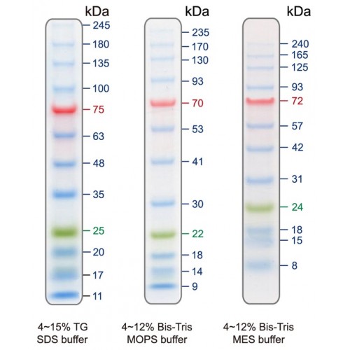 BiossPM Rainbow Protein Marker (10~245 kDa)
